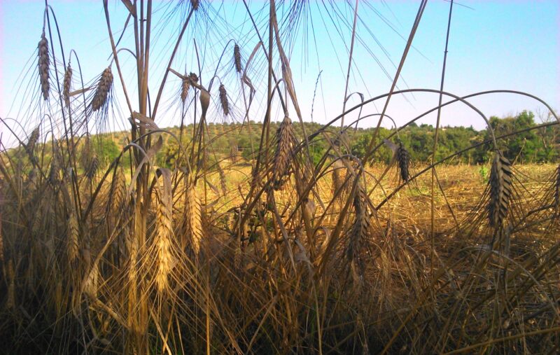 PAUSA ESTIVA – La Fondazione CESIFIN sarà chiusa per la pausa estiva dal giorno 10 agosto al giorno 21 agosto