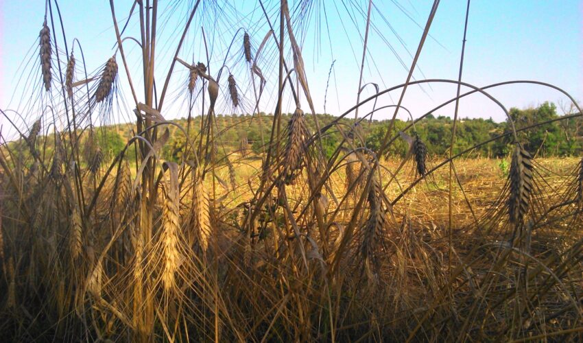 PAUSA ESTIVA – La Fondazione CESIFIN sarà chiusa per la pausa estiva dal giorno 10 agosto al giorno 21 agosto